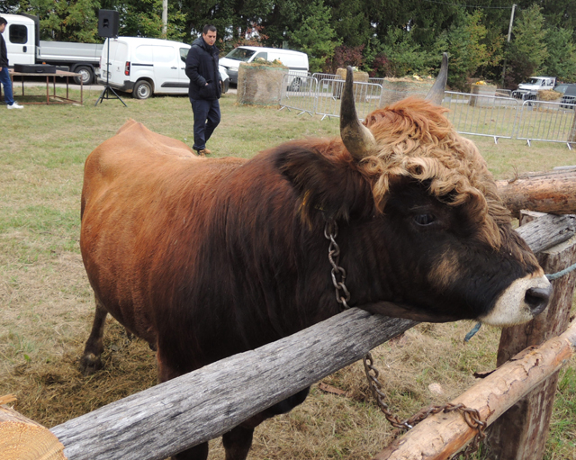 Ivici Franicu, nažalost pokojnom, učitelju iz Smiljana smijali su se kad je poslije Oluje oša po prvi par buša na istok Like i kupija od Srba/Snimio MArko Čuljat 2021. na stočnoj placi u Smiljanu                                                       